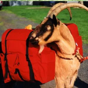 Expedition Panniers